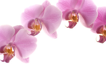 Fototapeta na wymiar Orchide Branch