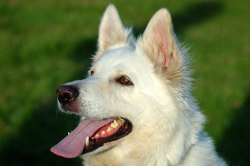 White Alsatian German Shepherd