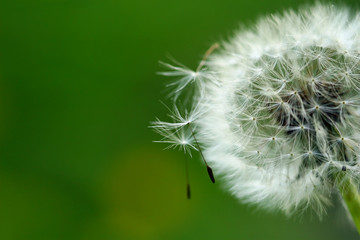 Close-up shot of dandelion - past blossom