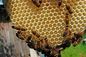 Life of bees. Bees are builders.