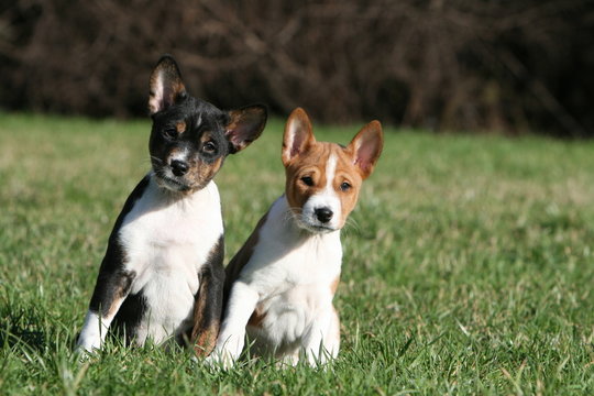 chiots basenji 