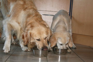 chien et petit Golden retriever qui mange