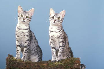 deux chat Chartreux assis