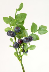 Heidelbeerzweig © TwilightArtPictures