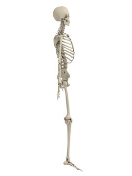 menschliches skelett