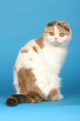 chat  Scottish Fold assis