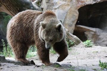 European Brown bear