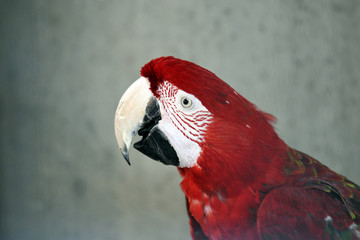 perroquet © Philophoto