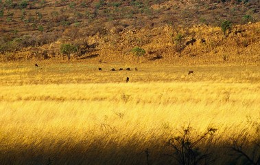 Obraz premium parc national du pilanesberg