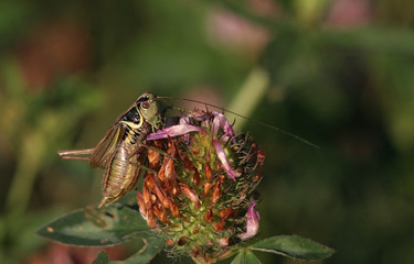 Grashüpfer