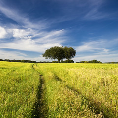 summer landscape with tree and path