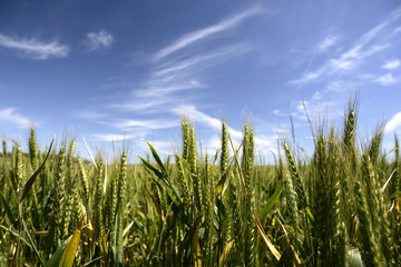 corn crop field in summer