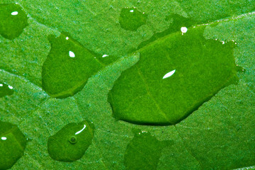 Leaf with water drops