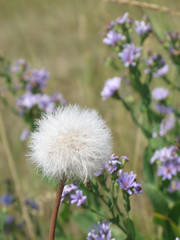 dandelion in a wild field