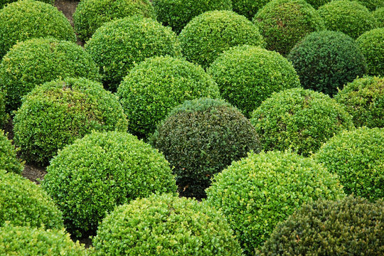 Buxus Balls