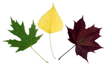 colour leafs on white background