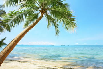 palms and sea