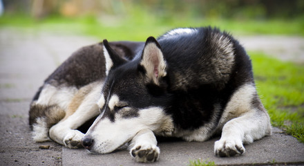 Beauty husky dog