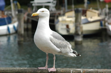 Möwe im Hafen