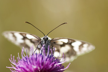 butterfly on the flower