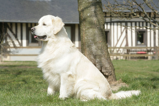 chien assis arbre  Golden retriever