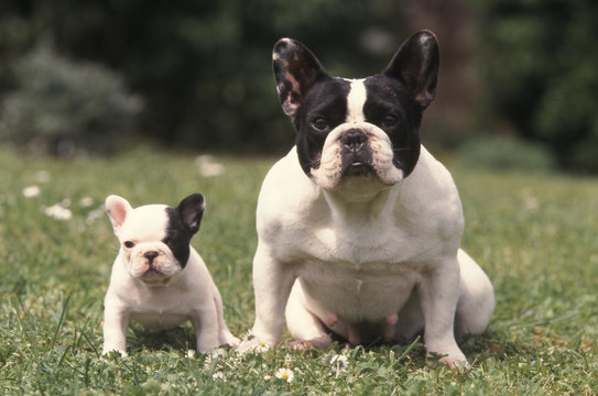 chienne et petit Bouledogue Fran&ccedil;ais