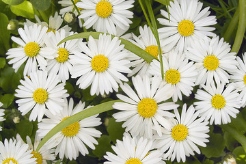 Gänseblümchen © abcmedia