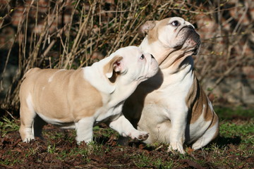 chien Bulldog Anglais qui fait calin