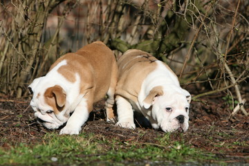 chiens Bulldog Anglais qui reniflent