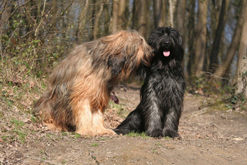 chien  Briard qui se calinent
