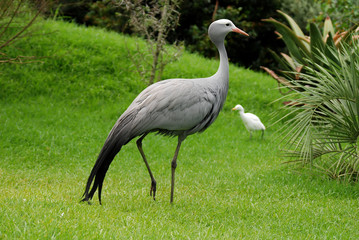 Fototapeta premium blue crane