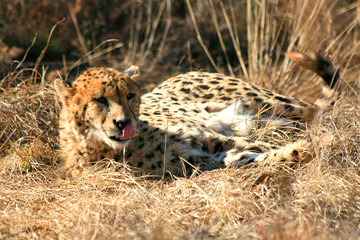 Naklejka na ściany i meble cheetah with tongue sticking out