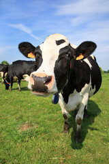 Vache accueillante