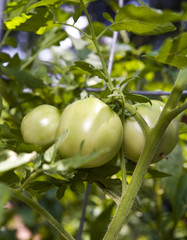 Green Tomatoes on the Vine
