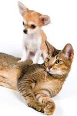 The puppy with a cat