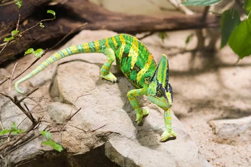 Foto auf Acrylglas Chamäleon green chameleon