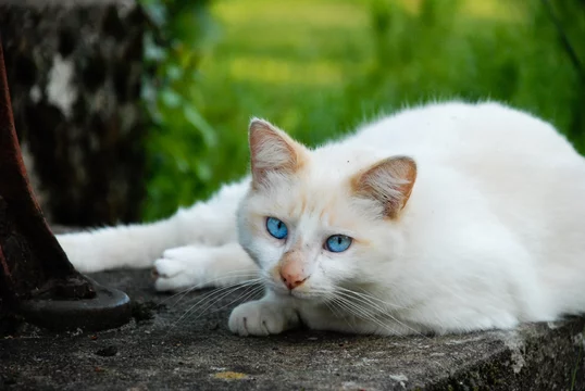 Chat Blanc Yeux Bleus Stock Photo Adobe Stock