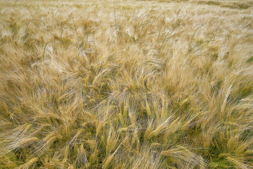campagne : champ de blé