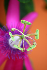 Antenne. Exotische Blume