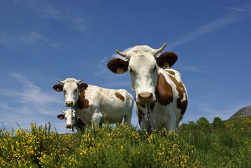 Vaches