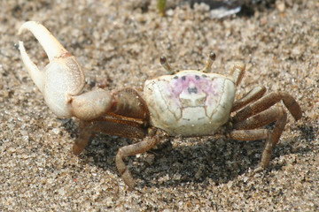 Crab