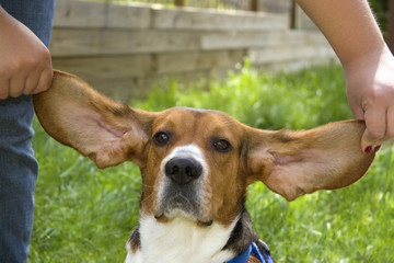 Big Ear Beagle