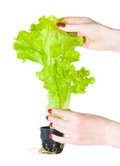 Plant with woman hands