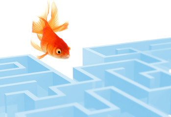 The Goldfish and the labyrinth