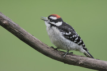 Downy Woodpecker (picoides pubescens) 