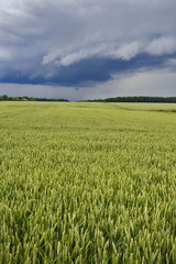 campagne, champ de blé sous les nuages