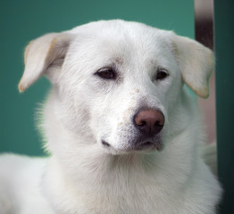 labrador in korea