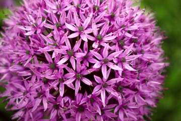 Petals of Violet flower on green background