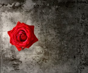 red rose