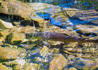 Salmon on Spawing 1